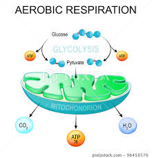 Aerobic Respiration Glycolysis And Atp
