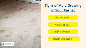 Cleaning Mildew Or Musty Odors