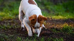 How To Stop A Dog Digging In The Garden