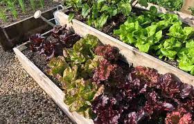 How To Plan A Vegetable Garden