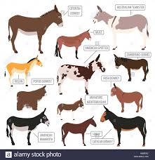 Donkey Breeds Icon Set Animal Farming