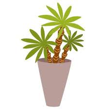 Potted House Plant Foliage Houseplant