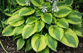 P15 Hosta American Icon From The