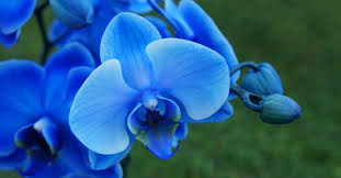 Blue Orchids Real And Fake All Your