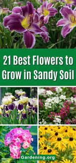 21 Best Flowers To Grow In Sandy Soil