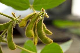 soybean plant facts importance to