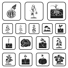 Plant Vegetable Black Icons In Set