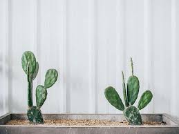 25 Beautiful Cactus Garden Ideas