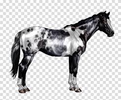 Horse American Paint Horse American