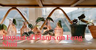 The Impact Of Plants On Feng Shui And