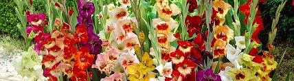 How To Plant And Grow Gladiolus Flowers