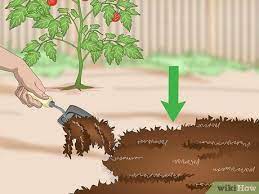 How To Keep Cats Out Of A Garden 4