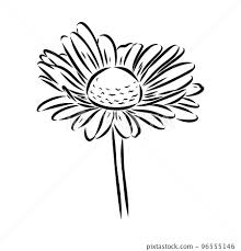 Daisy Flower Line Art Drawing Vector
