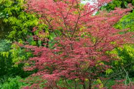 Acer Atropurpureum Upright Japanese