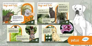 Non Toxic Houseplants For Dogs And Cats