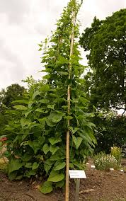 Edimentals Perennial Vegetables