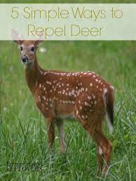 5 Natural Ways To Repel Deer