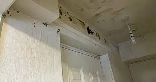 2 745 Cases Of Mould Or Damp Recorded