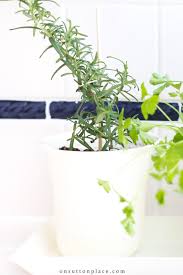 Indoor Herb Gardening In The Kitchen