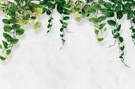 Plant Wall Background Images Free