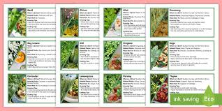 School Garden Herbs Fact Cards Teacher