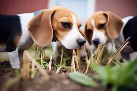Beagle Dogs Images Browse 117 Stock