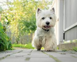 West Highland Terriers The Dogs That
