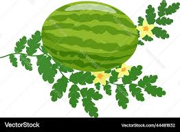 Garden Watermelon Plant Icon Cartoon