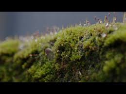 Moss The Brilliant Green Icon Of The