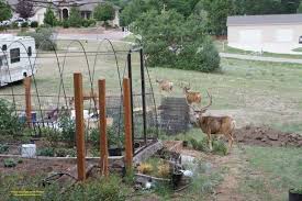 Deter Deer With Camouflage Gardening
