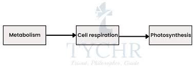 Ibdp Biology Metabolism Cell