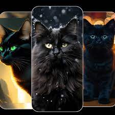 Black Cat Wallpapers Apps 148apps