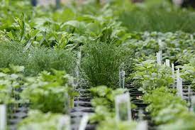 Grow Your Own Medicinal Herb Garden