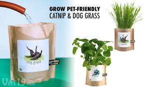 Grow Your Own Catnip And Dog Grass