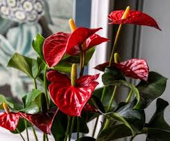 Care For Foliage And Flowering House Plants