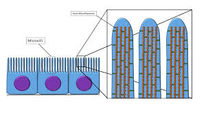 Modifications To Epithelium