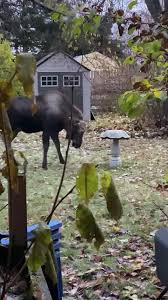 Bird Bath Stock Footage Royalty