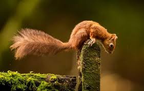 Northumberland Red Squirrel Population