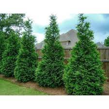 Live Evergreen Shrub