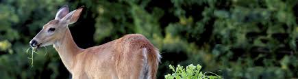 17 Solutions To Keep Deer Off Your Property