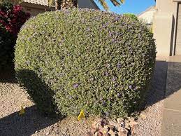 Ruellia Desert Elgin Nursery Tree