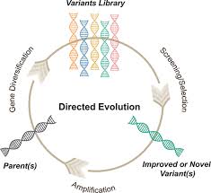 Directed Evolution Methodologies And
