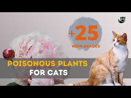Poisonous Plants For Cats 30