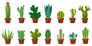 25 Beautiful Cactus Garden Ideas