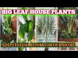 Best Big Leaf Houseplants That Add