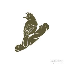 Himalayan Bulbul Bird Design Vector