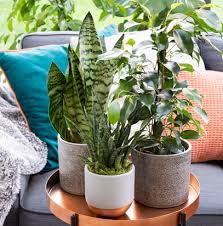 Caring For Sansevieria