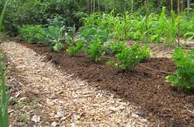 Easy No Dig Gardening Get Better Soil
