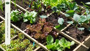 Vegetable Garden Ideas Inspiration