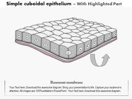 0614 Simple Cuboidal Epithelium Medical